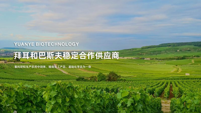 培养基选型：如何从众多品牌中找到最适合你的那一个？**