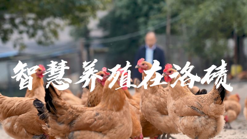 PCR检测结果时间快慢背后的科学解析